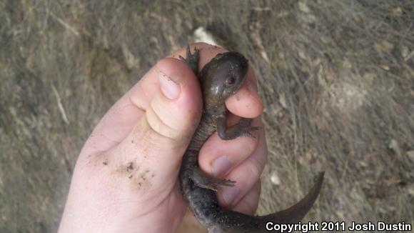 Eastern Tiger Salamander (Ambystoma tigrinum)