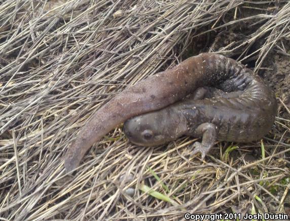 Eastern Tiger Salamander (Ambystoma tigrinum)