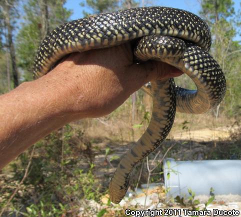 Speckled Kingsnake (Lampropeltis getula holbrooki)