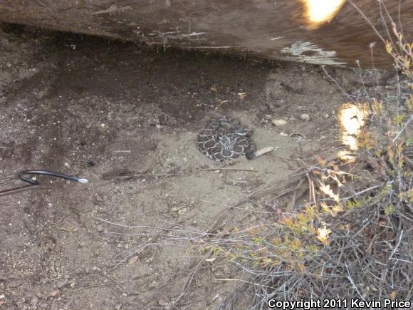 Southern Pacific Rattlesnake (Crotalus oreganus helleri)