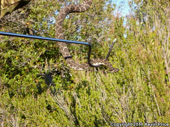 Southern Pacific Rattlesnake (Crotalus oreganus helleri)