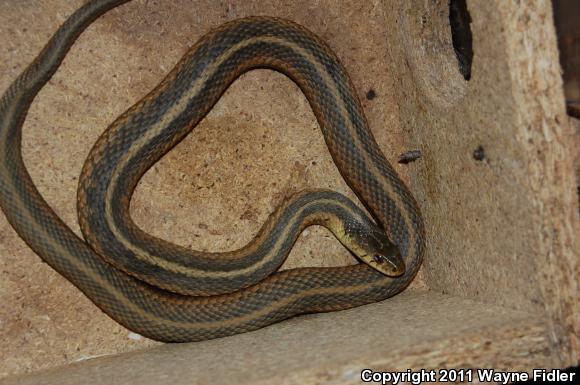 Eastern Gartersnake (Thamnophis sirtalis sirtalis)