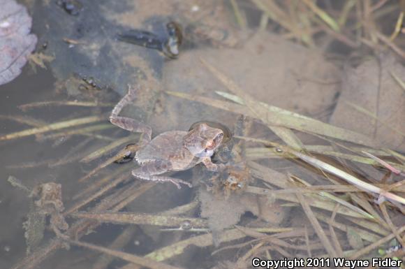 Spring Peeper (Pseudacris crucifer)