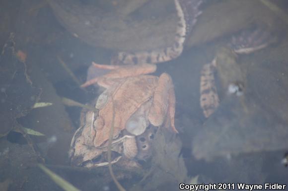 Wood Frog (Lithobates sylvaticus)