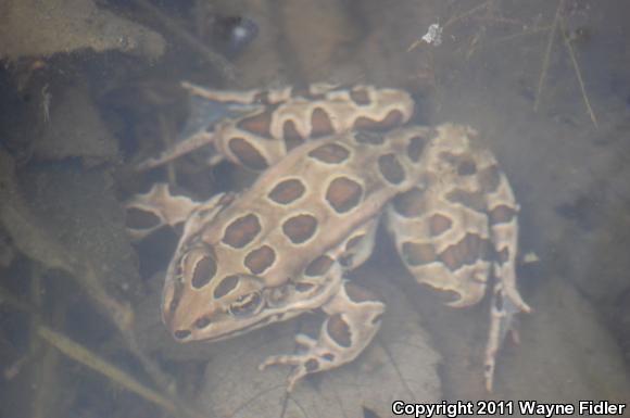 Northern Leopard Frog (Lithobates pipiens)