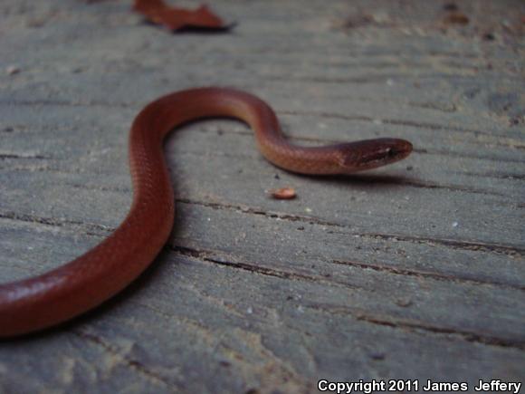 Pine Woods Littersnake (Rhadinaea flavilata)