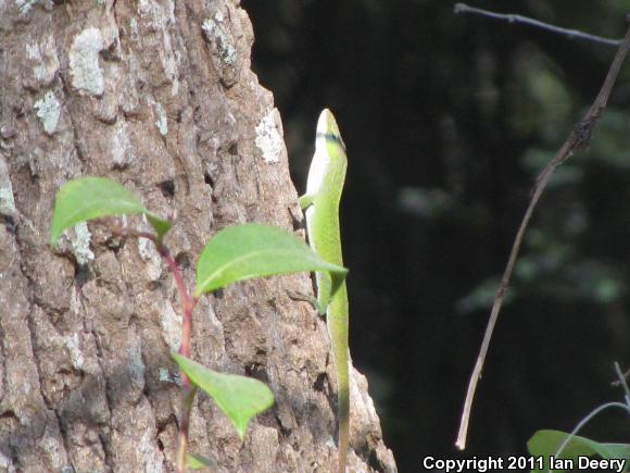 Northern Green Anole (Anolis carolinensis carolinensis)