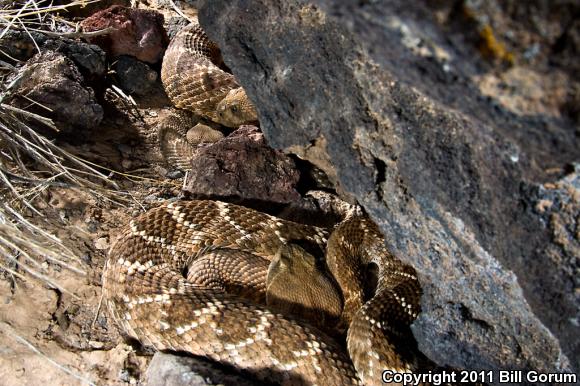 Western Diamond-backed Rattlesnake (Crotalus atrox)