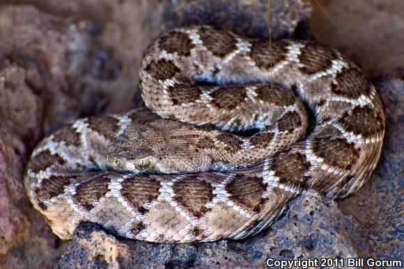 Western Diamond-backed Rattlesnake (Crotalus atrox)