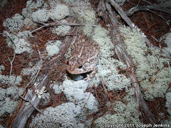 Southern Toad (Anaxyrus terrestris)