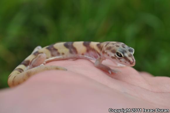 San Diego Banded Gecko (Coleonyx variegatus abbotti)