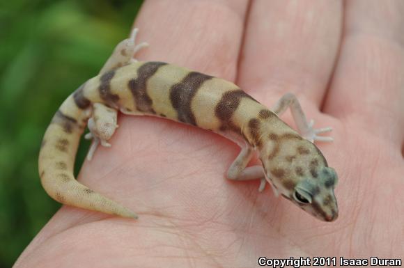 San Diego Banded Gecko (Coleonyx variegatus abbotti)