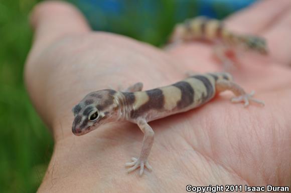 San Diego Banded Gecko (Coleonyx variegatus abbotti)