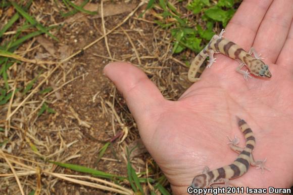 San Diego Banded Gecko (Coleonyx variegatus abbotti)