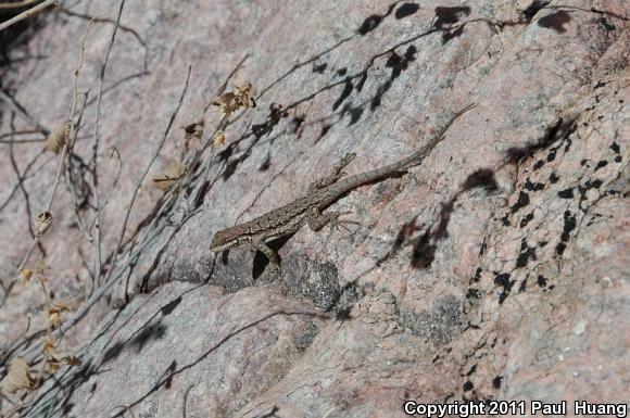 Schott's Tree Lizard (Urosaurus ornatus schottii)