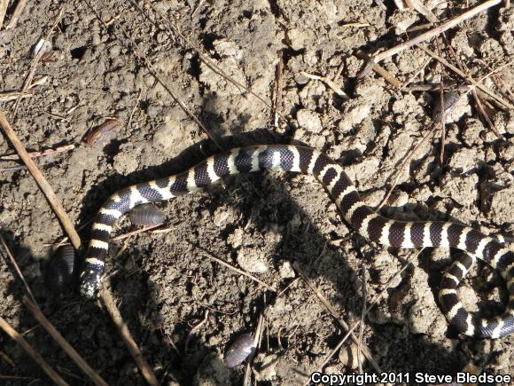 California Kingsnake (Lampropeltis getula californiae)