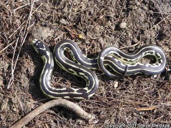 California Kingsnake (Lampropeltis getula californiae)