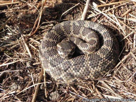 Southern Pacific Rattlesnake (Crotalus oreganus helleri)