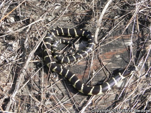 California Kingsnake (Lampropeltis getula californiae)