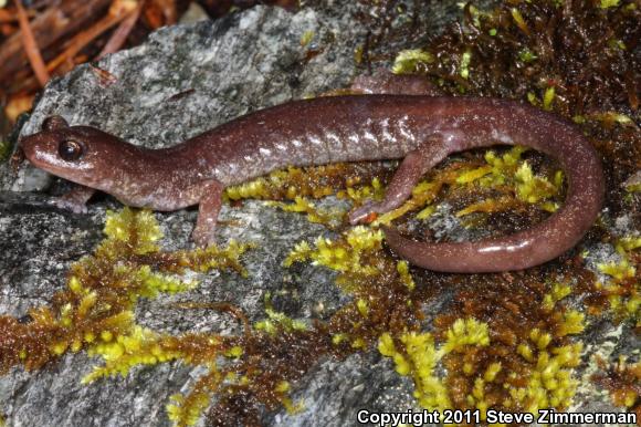 Scott Bar Salamander (Plethodon asupak)