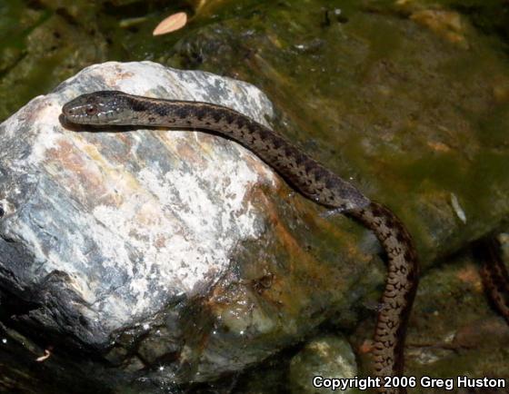 Oregon Gartersnake (Thamnophis atratus hydrophilus)