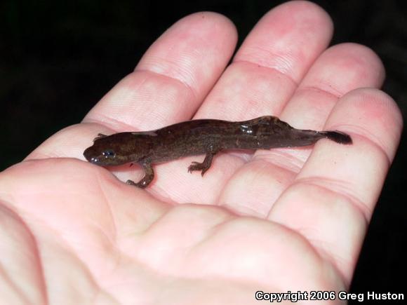 Coastal Giant Salamander (Dicamptodon tenebrosus)