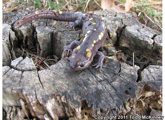 Spotted Salamander (Ambystoma maculatum)