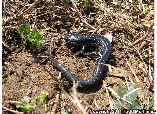 Northern Slimy Salamander (Plethodon glutinosus)