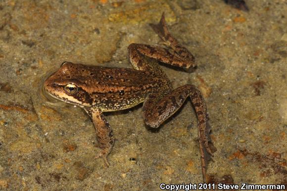 Cascades Frog (Rana cascadae)