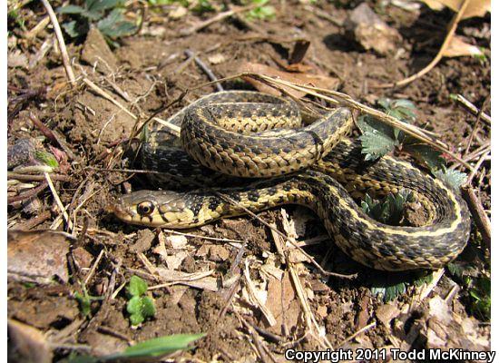 Eastern Gartersnake (Thamnophis sirtalis sirtalis)