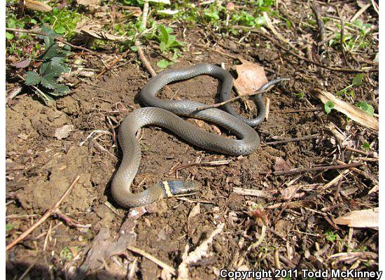 Ring-necked Snake (Diadophis punctatus)