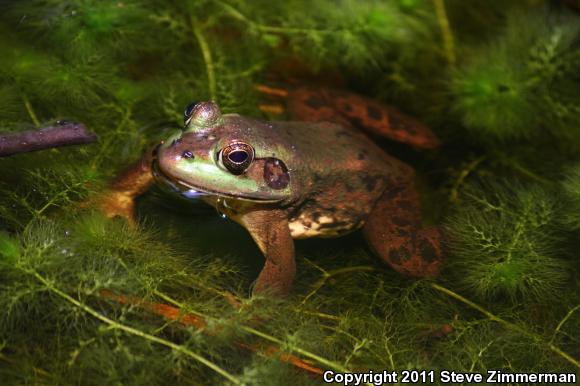 American Bullfrog (Lithobates catesbeianus)