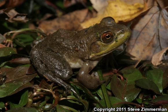 American Bullfrog (Lithobates catesbeianus)