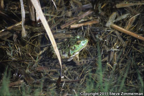 American Bullfrog (Lithobates catesbeianus)