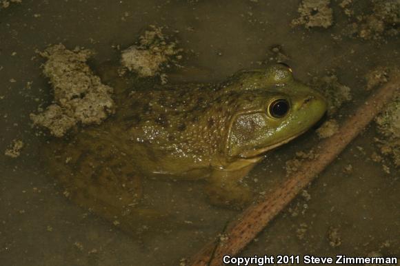 American Bullfrog (Lithobates catesbeianus)