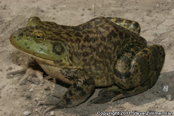 American Bullfrog (Lithobates catesbeianus)