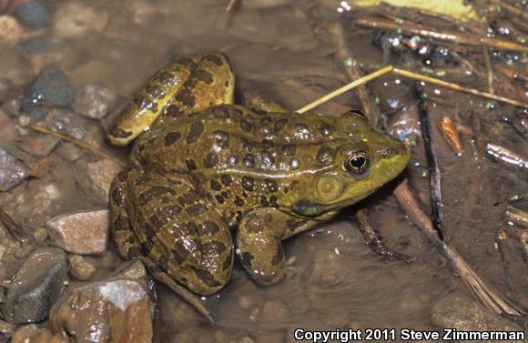 Chiricahua Leopard Frog (Lithobates chiricahuensis)