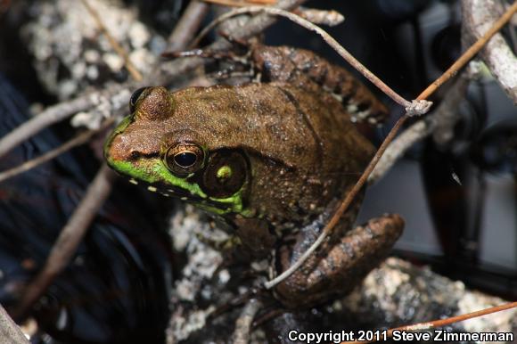 Green Frog (Lithobates clamitans)