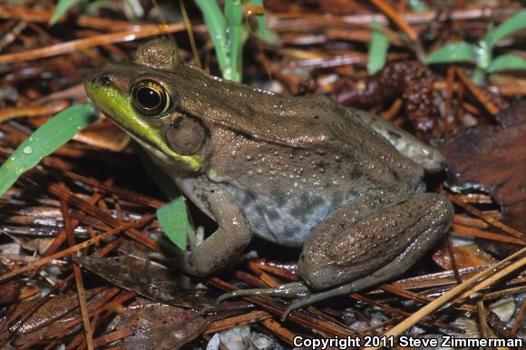 Green Frog (Lithobates clamitans)