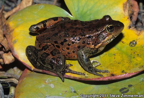 California Red-legged Frog (Rana draytonii)