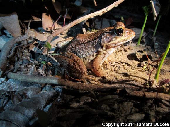 Bronze Frog (Lithobates clamitans clamitans)