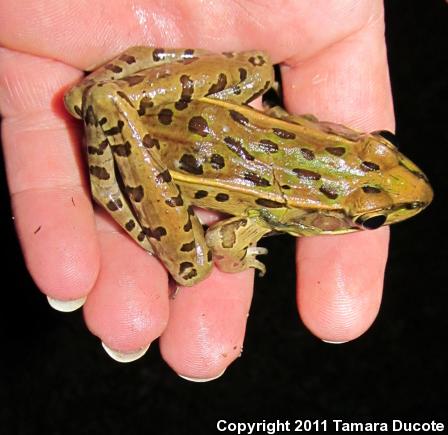 Southern Leopard Frog (Lithobates sphenocephalus utricularius)