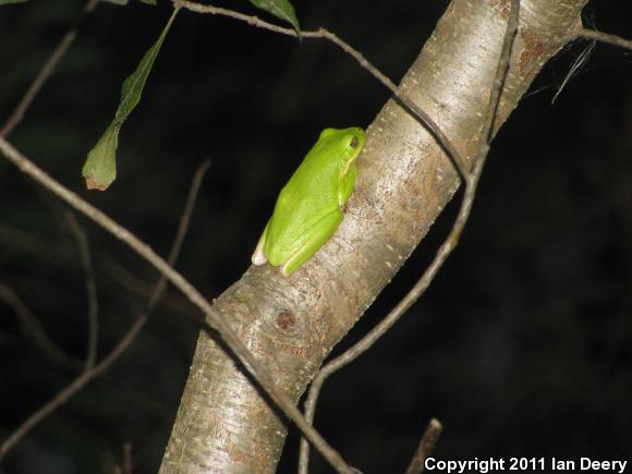 Green Treefrog (Hyla cinerea)