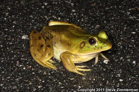 Pig Frog (Lithobates grylio)