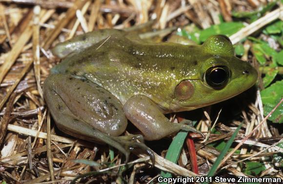 Pig Frog (Lithobates grylio)