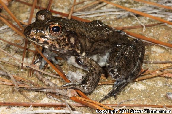 River Frog (Lithobates heckscheri)