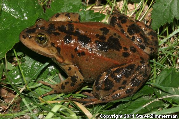 Oregon Spotted Frog (Rana pretiosa)