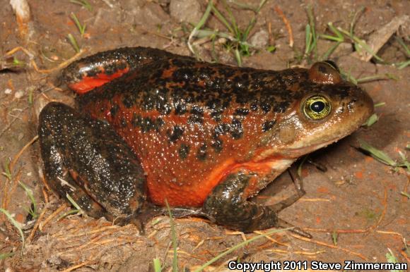 Oregon Spotted Frog (Rana pretiosa)