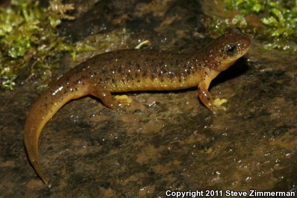 Cascade Torrent Salamander (Rhyacotriton cascadae)