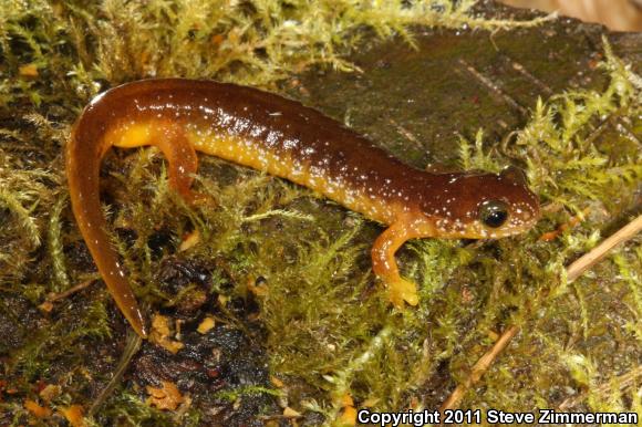 Columbia Torrent Salamander (Rhyacotriton kezeri)